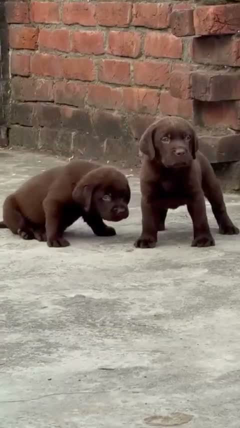Beagle Black & Tan Puppy, farm video