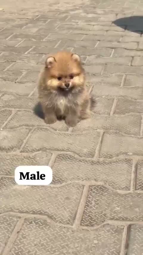 Orignal Toy Pom Puppy | Teacup Pom, farm video
