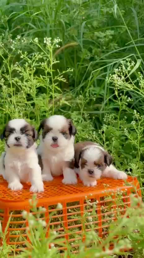 Shih Tzu | Black Color, farm video