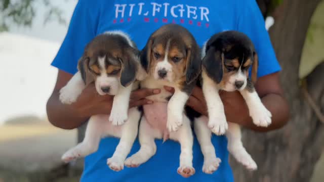 Beagle | Lemon & White | Puppy, farm video
