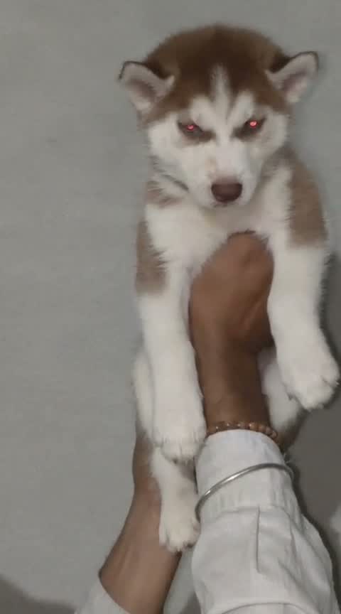 Siberian Husky Puppy | Black & White Color, farm video