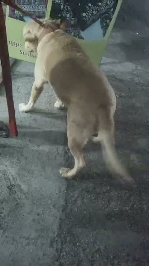 Beagle Black & Tan Puppy, farm video