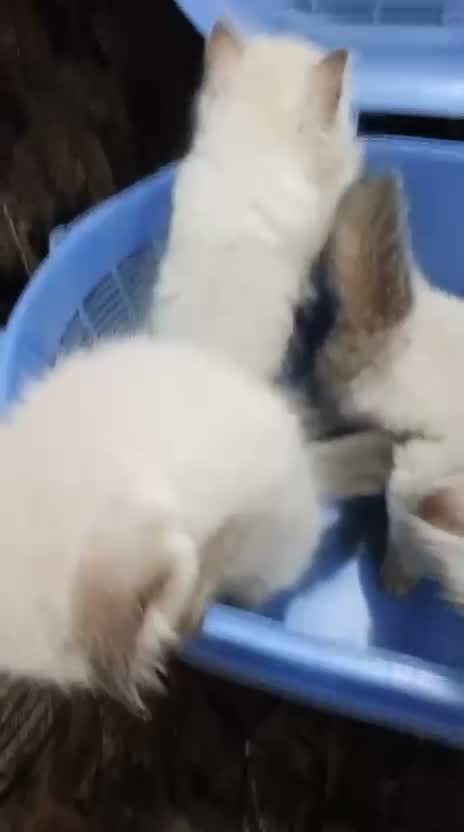 Himalayan Kitten, farm video