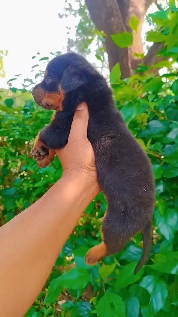 Rottweiler Puppy, farm video