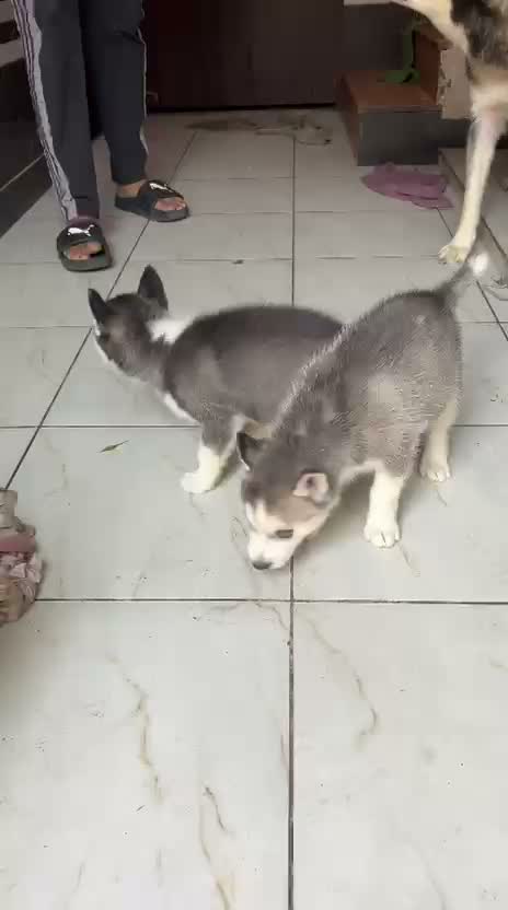 Siberian Husky Puppy | Black & White Color, farm video