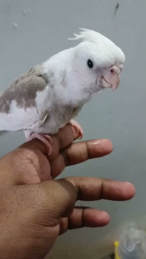 Cockatiel, farm video