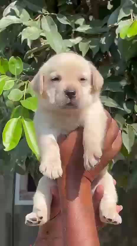 Beagle Black & Tan Puppy, farm video