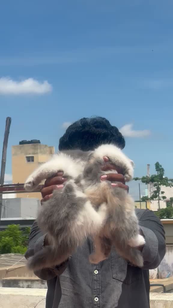Persian, farm video