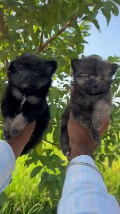 Culture Pom Puppy | Orange Color, farm video