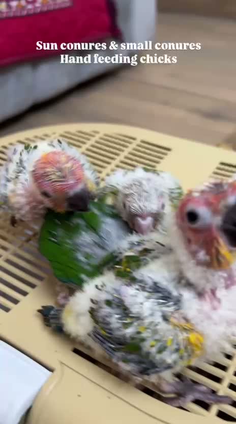 Small Cheek Conure, farm video
