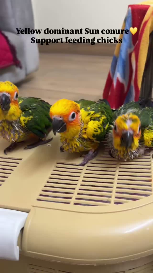 Small Cheek Conure, farm video
