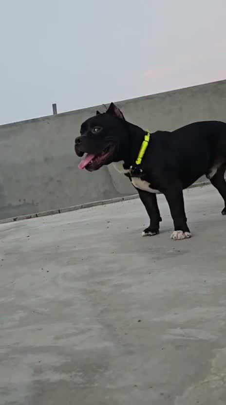 American Bully Pocket Size Puppy, farm video