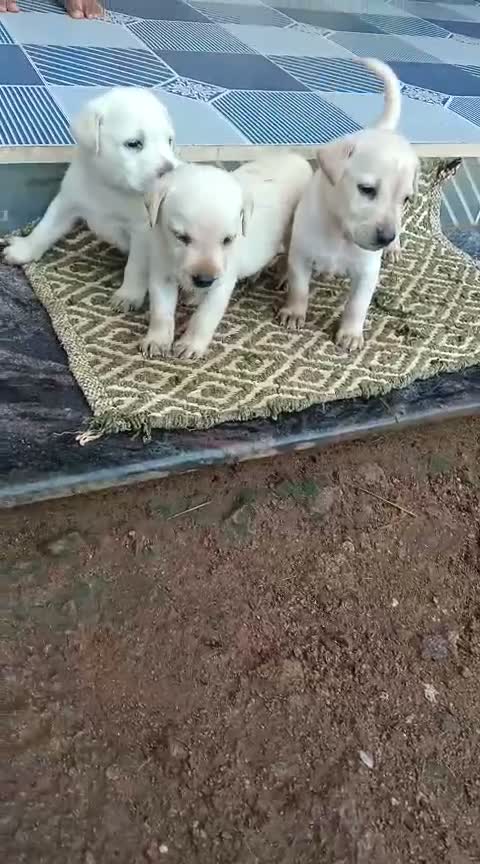 Beagle Black & Tan Puppy, farm video