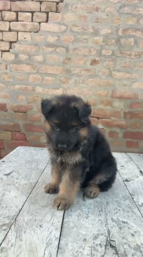 German Shepherd Puppy, farm video