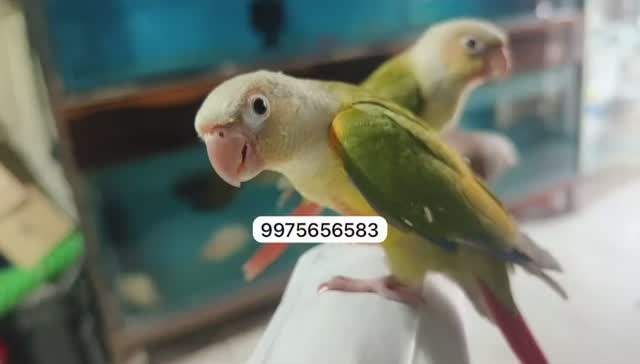 Pineapple Headed Conure, farm video