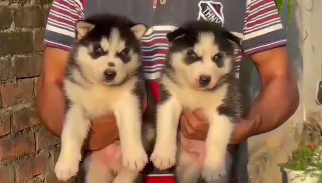 Siberian Husky Puppy | Black & White Color, farm video