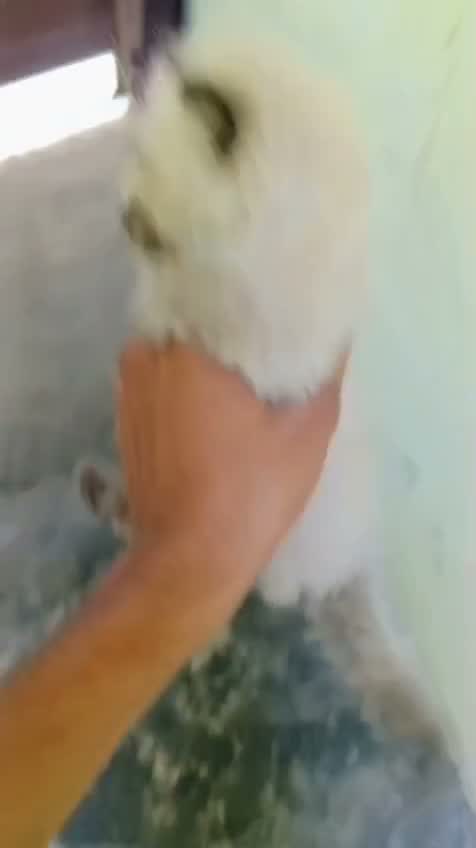 Himalayan Kitten, farm video