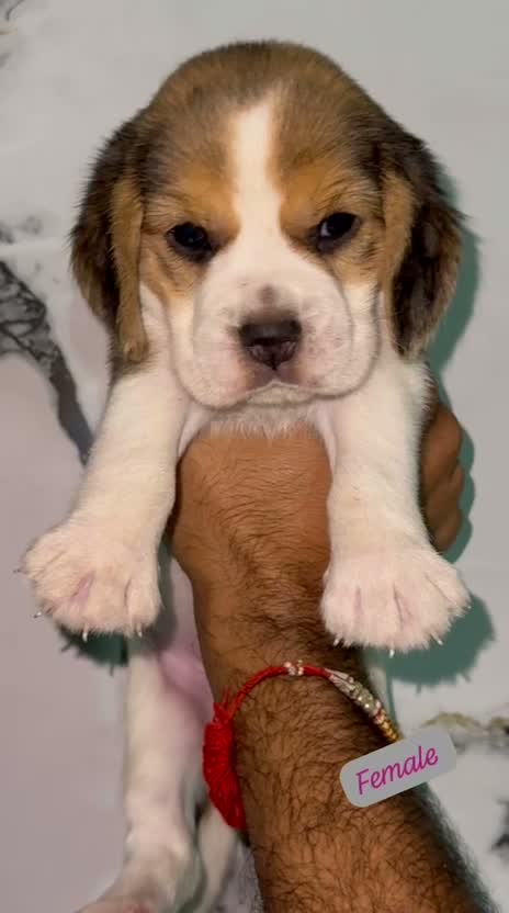 Beagle Black & Tan Puppy, farm video