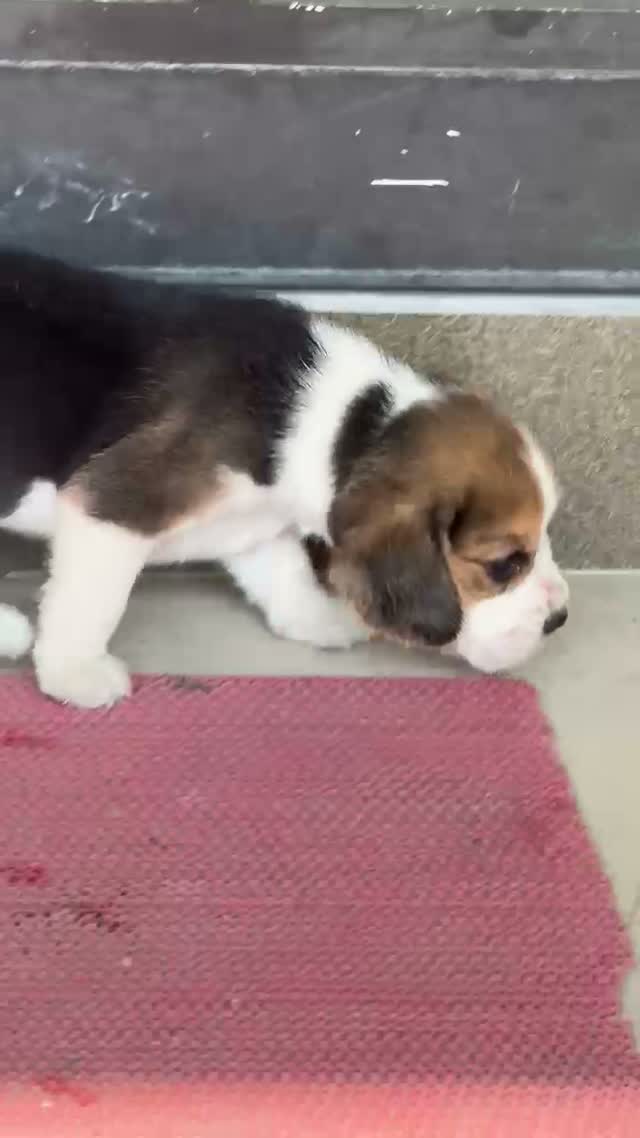 Beagle Black & Tan Puppy, farm video