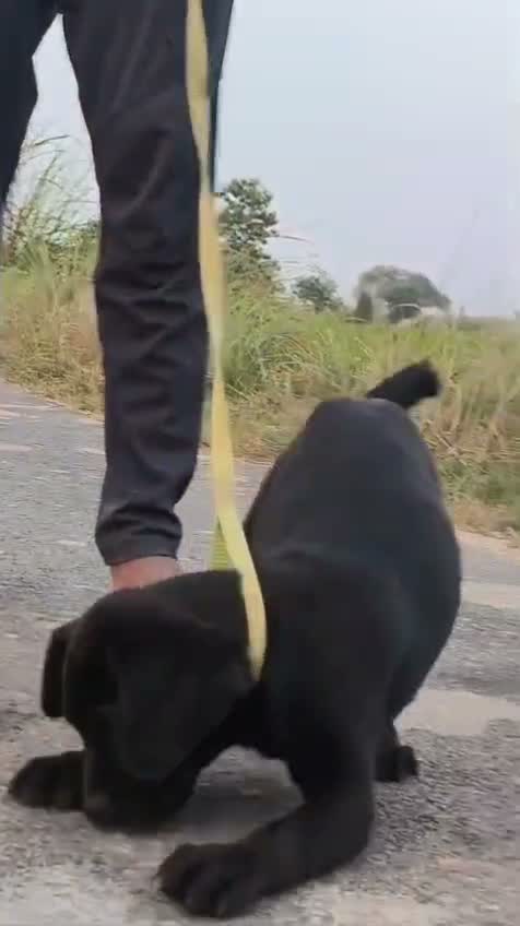 Cane Corso Puppy, farm video