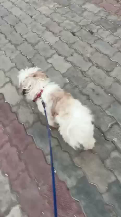 Shih Tzu | Black Color, farm video