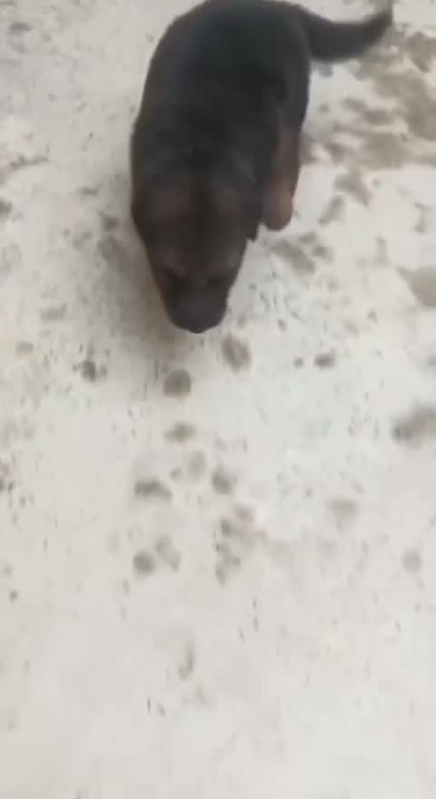 German Shepherd Puppy, farm video