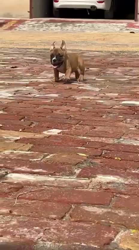 American Bully Pocket Size Puppy, farm video