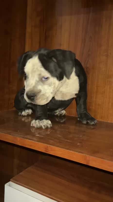 American Bully Pocket Size Puppy, farm video