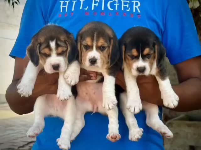 Beagle Black & Tan Puppy, farm video