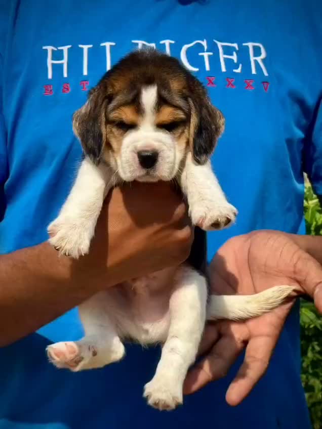 Beagle Black & Tan Puppy, farm video