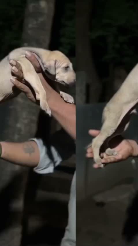 Chippiparai Puppy, farm video