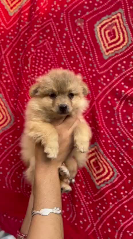 Culture Toy Pom Puppy, farm video