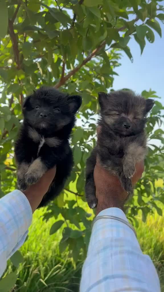 Culture Pom Puppy, farm video