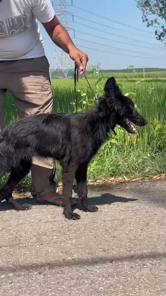 German Shepherd Puppy, farm video
