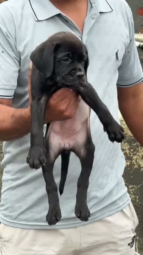Cane Corso Puppy, farm video