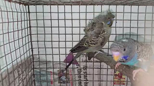 Hogoromo Budgies, farm video