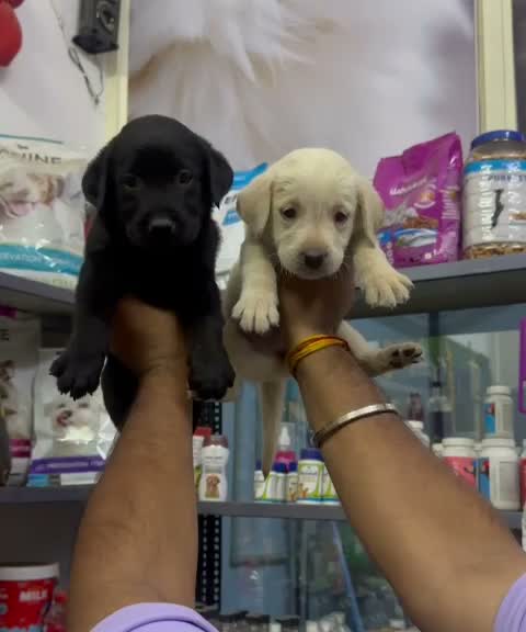 Beagle Black & Tan Puppy, farm video