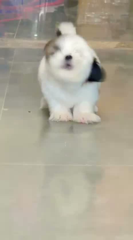Shih Tzu | Black Color, farm video