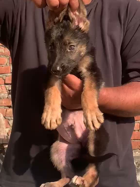 German Shepherd Puppy, farm video