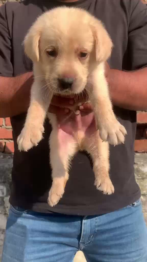 Beagle Black & Tan Puppy, farm video