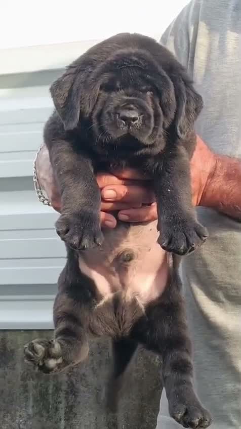 Dachshund Puppy | Brown & Tan, farm video