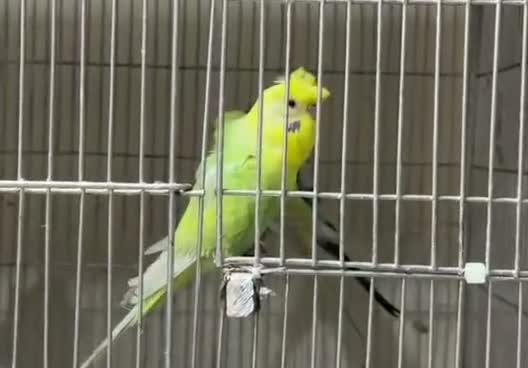 Sulphur Crested Cockatoo, farm video