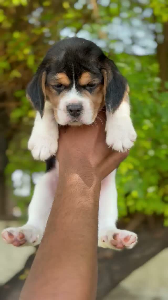 Beagle | Lemon & White | Puppy, farm video