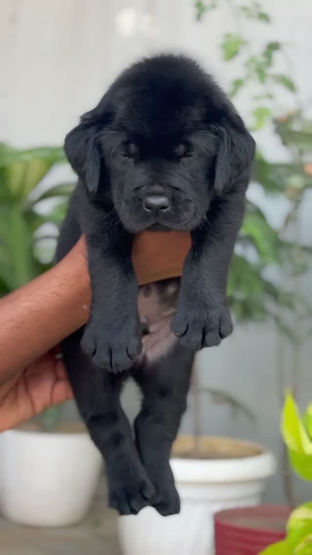 Beagle Black & Tan Puppy, farm video