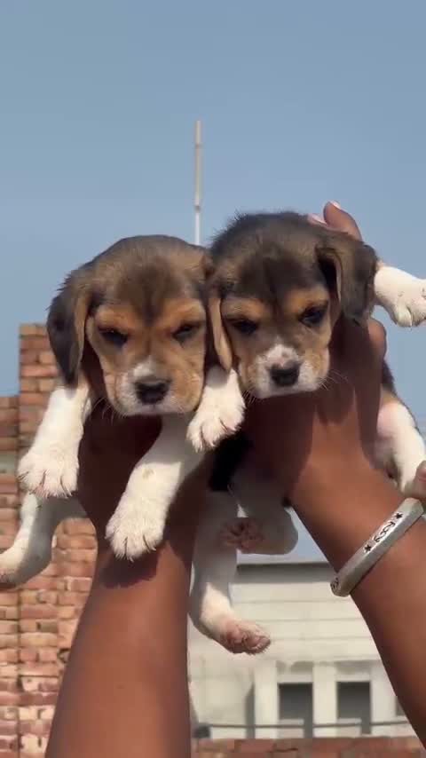 Beagle Black & Tan Puppy, farm video