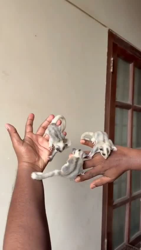 Sugar Glider | Grey, farm video