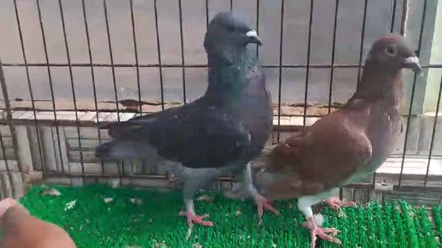 Frillback Pigeon, farm video