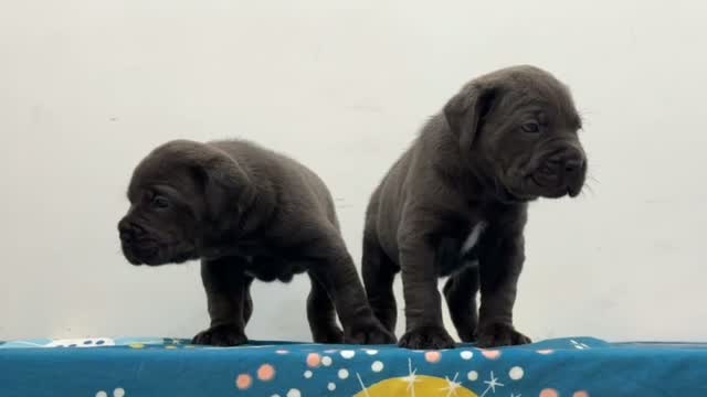 Cane Corso Puppy, farm video