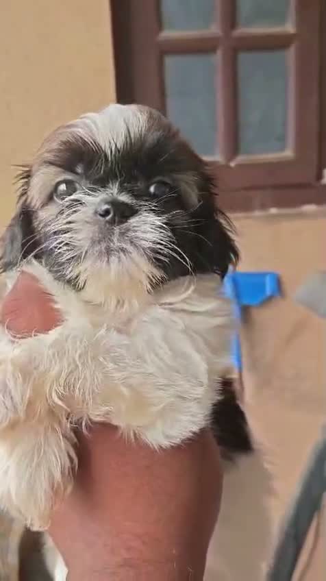Shih Tzu | Black Color, farm video