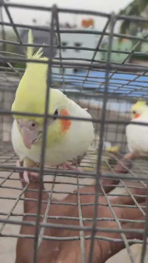 Cockatiel, farm video